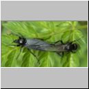 Bibio marci - Maerzfliege 01.jpg